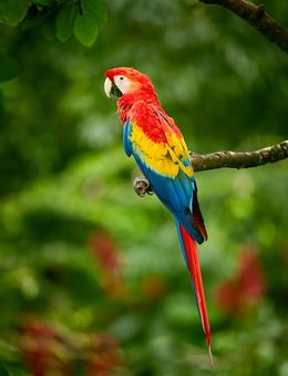 Parrot Dance-Off: Monsoon Beat Fun Edition