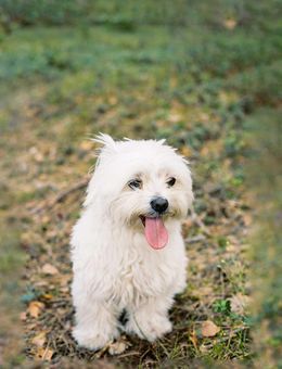 Wet Dog Glow-Up Challenge: Pets Before and After Reels