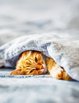 Why Cats Refuse to Sit on Damp Bedsheets in Monsoon