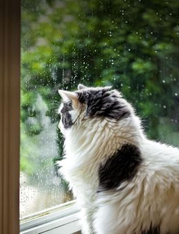 Cat Drama: Refusing to Move When Raindrops Hit Window