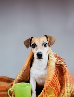 Boost Pets’ Immunity This Rainy Season With Vet-Approved Treats & Superfoods