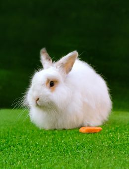 Why Rabbits Dig More in Damp Soil During Monsoon
